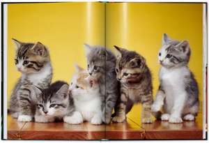WALTER CHANDOHA · Cats. Photographs 1942–2018 (MINI)