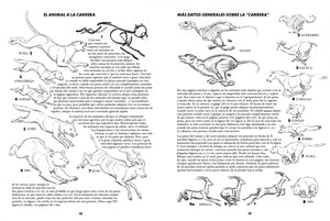 ANIMALES · Cómo dibujar su forma y movimientos
