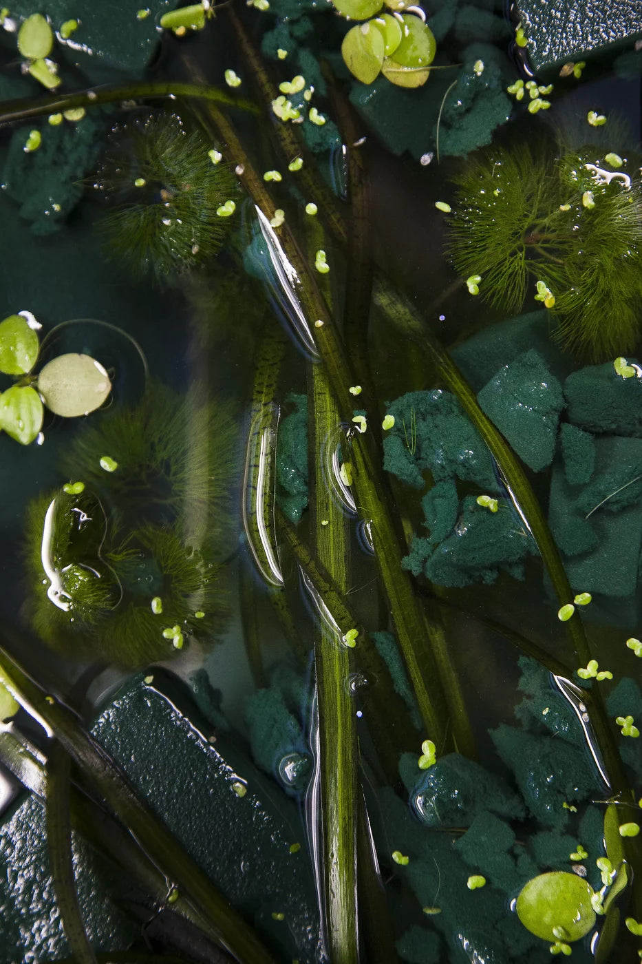 EXIT · Nº98 Flora: Natural vs Artificial