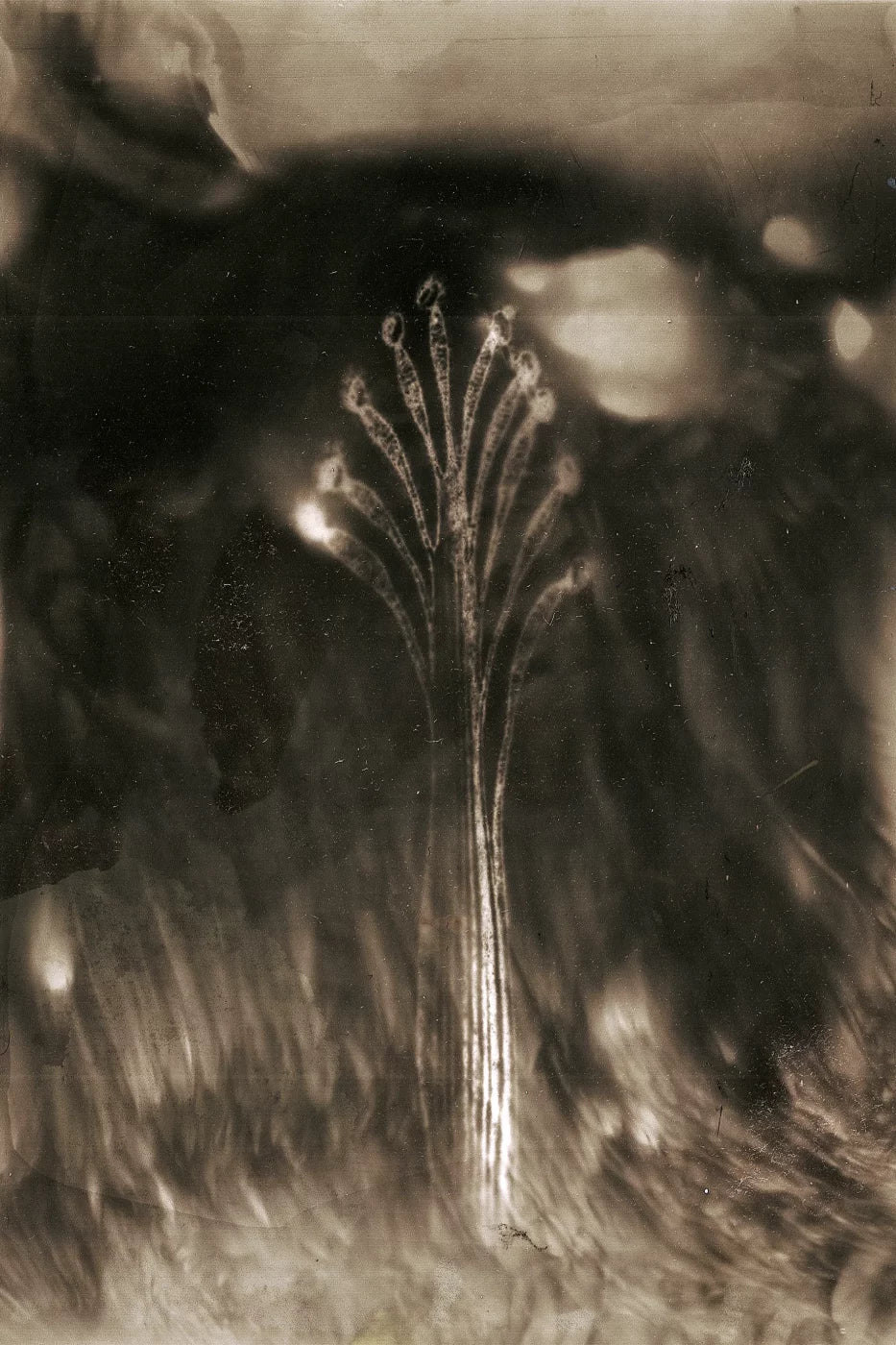 EXIT · Nº98 Flora: Natural vs Artificial