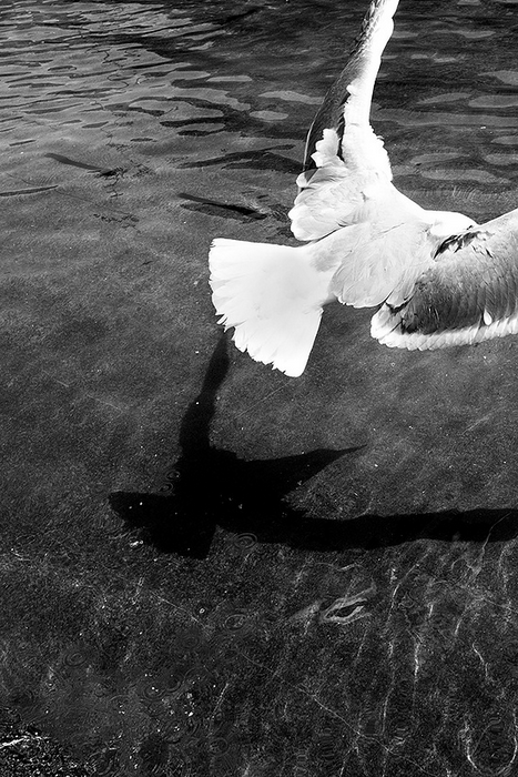 8 PUNTAS · David Salcedo