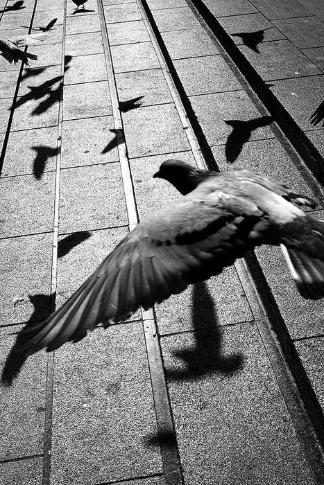 8 PUNTAS · David Salcedo