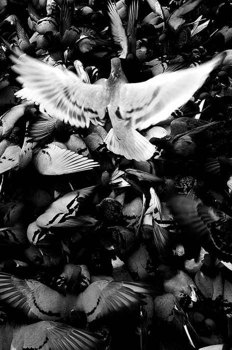 8 PUNTAS · David Salcedo