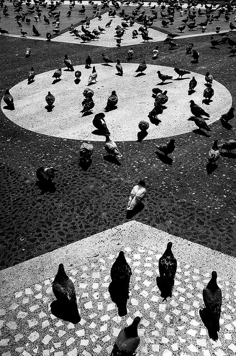 8 PUNTAS · David Salcedo