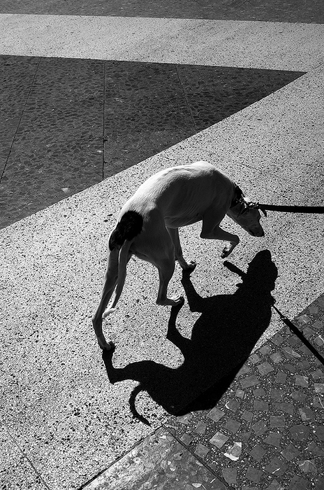 8 PUNTAS · David Salcedo