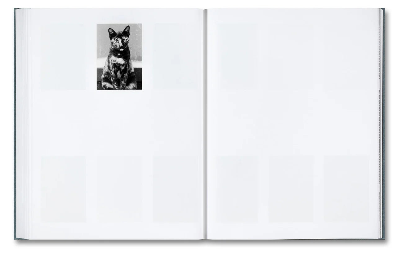 DISTRIBUTION · Daniel Shea