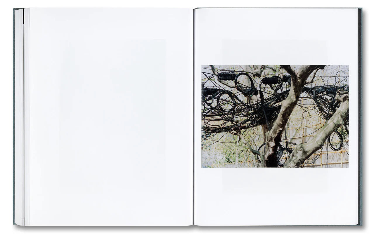 DISTRIBUTION · Daniel Shea