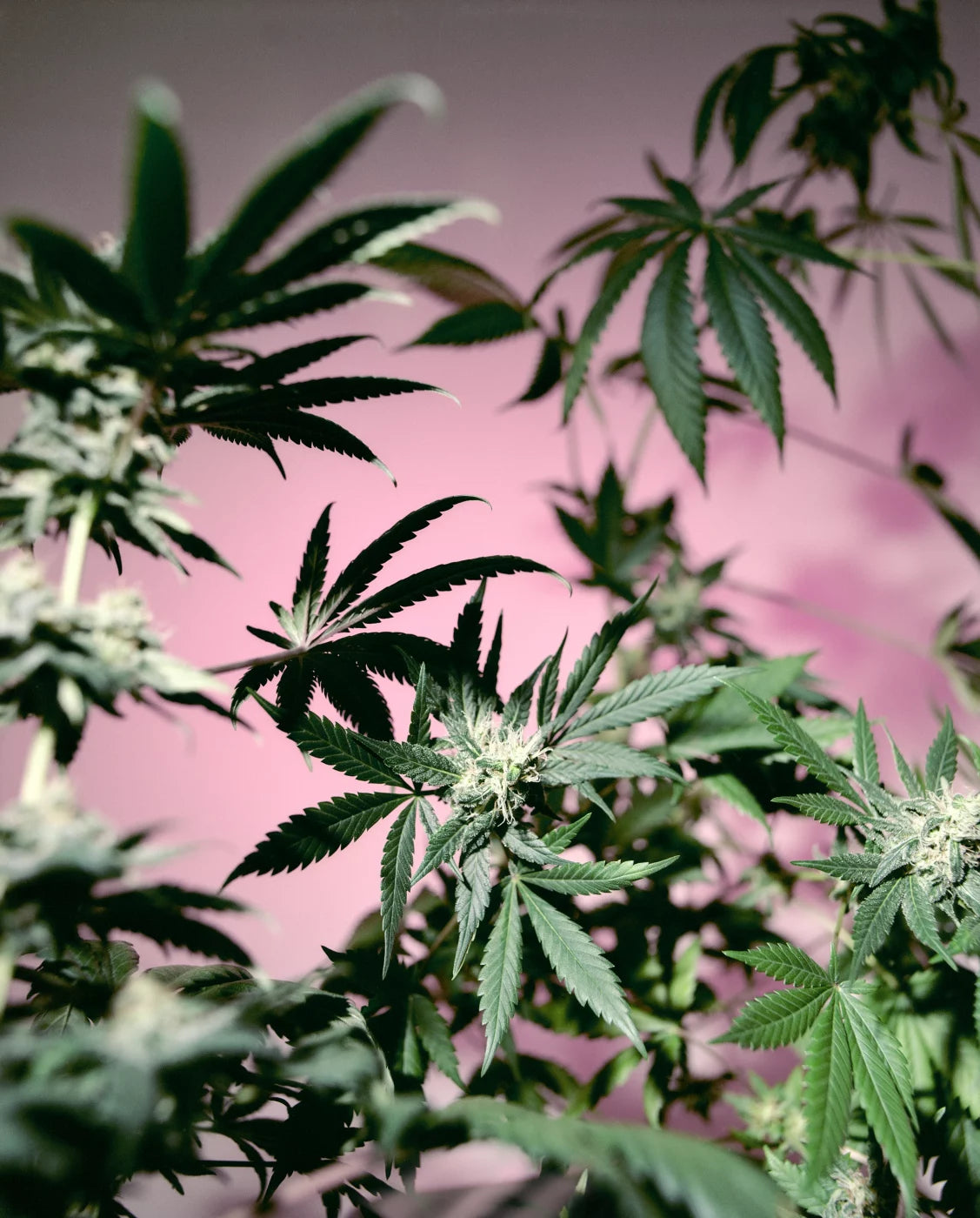 EXIT · Nº98 Flora: Natural vs Artificial