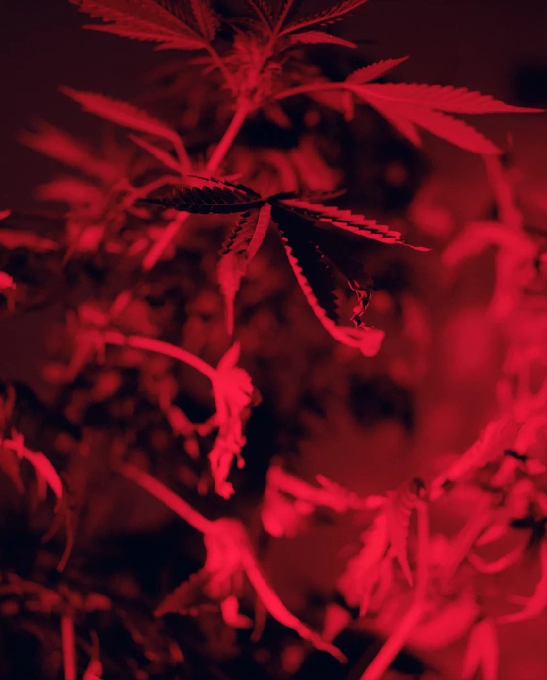 EXIT · Nº98 Flora: Natural vs Artificial