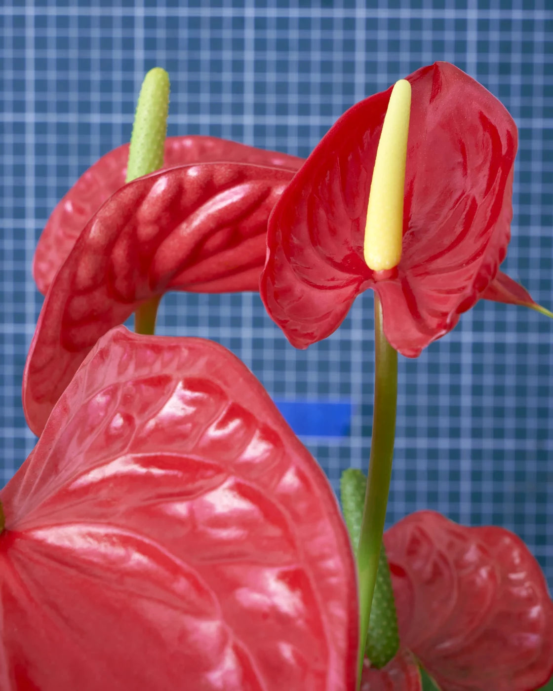 EXIT · Nº98 Flora: Natural vs Artificial