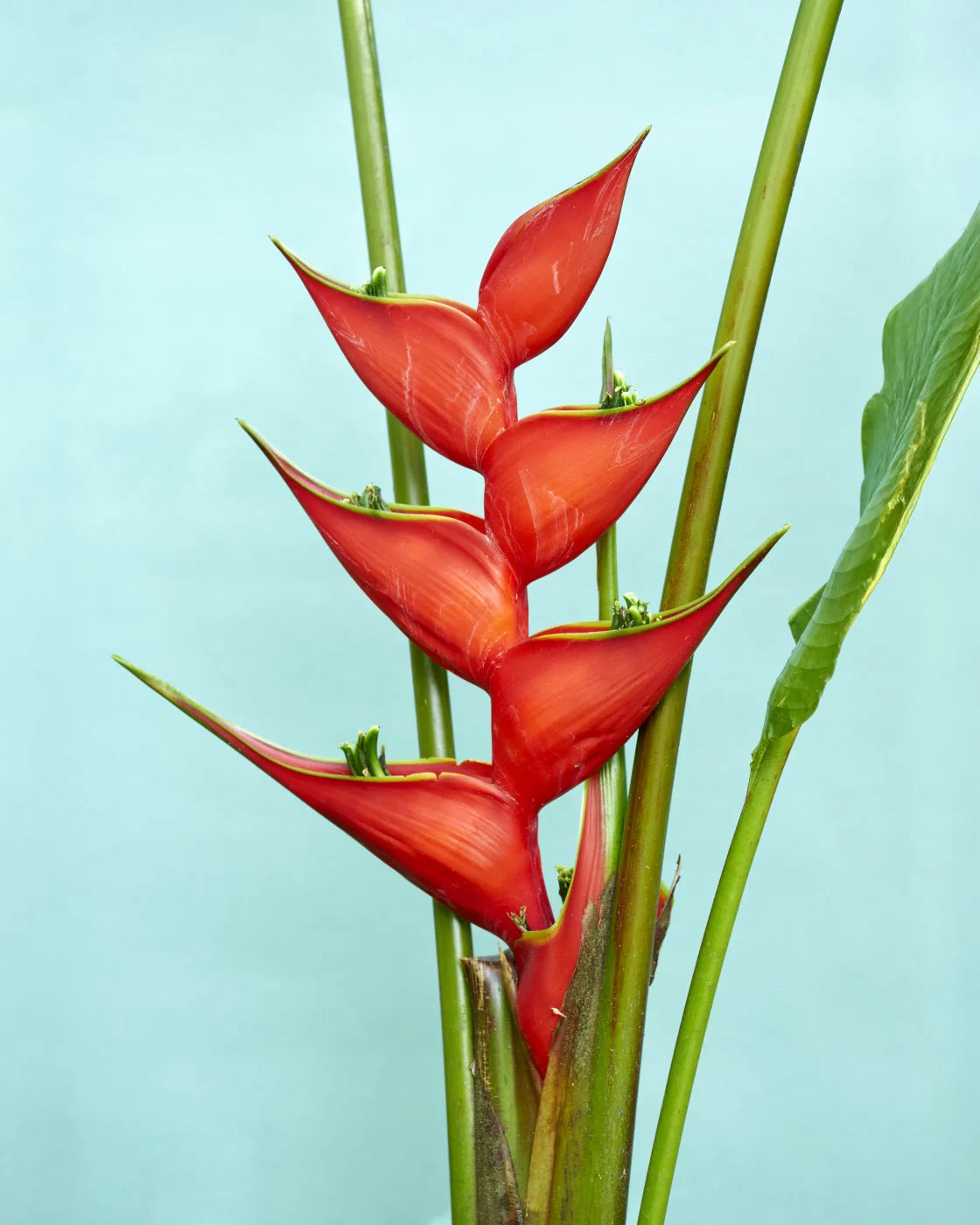 EXIT · Nº98 Flora: Natural vs Artificial