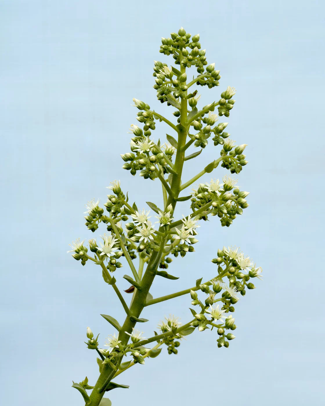 EXIT · Nº98 Flora: Natural vs Artificial