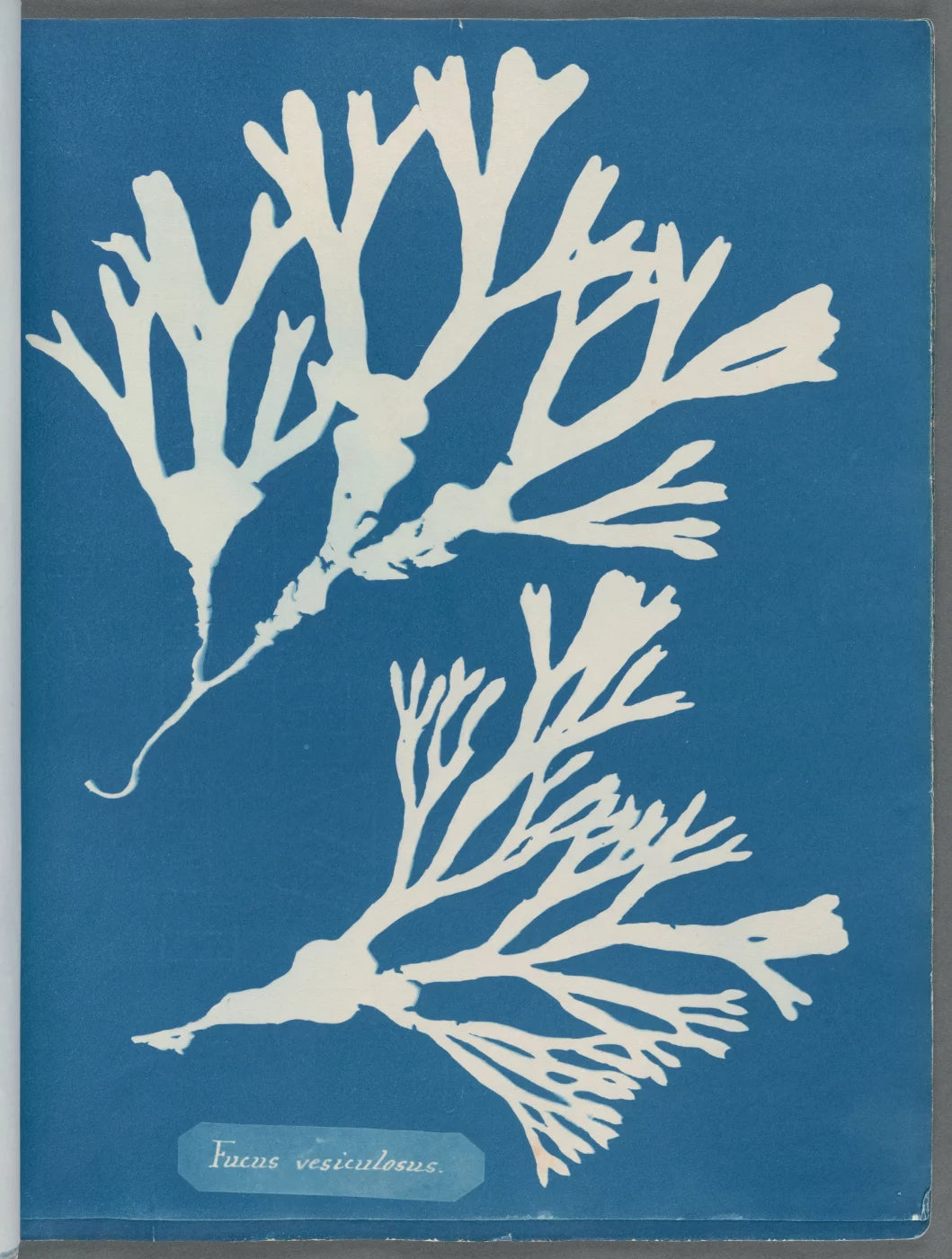 EXIT · Nº98 Flora: Natural vs Artificial