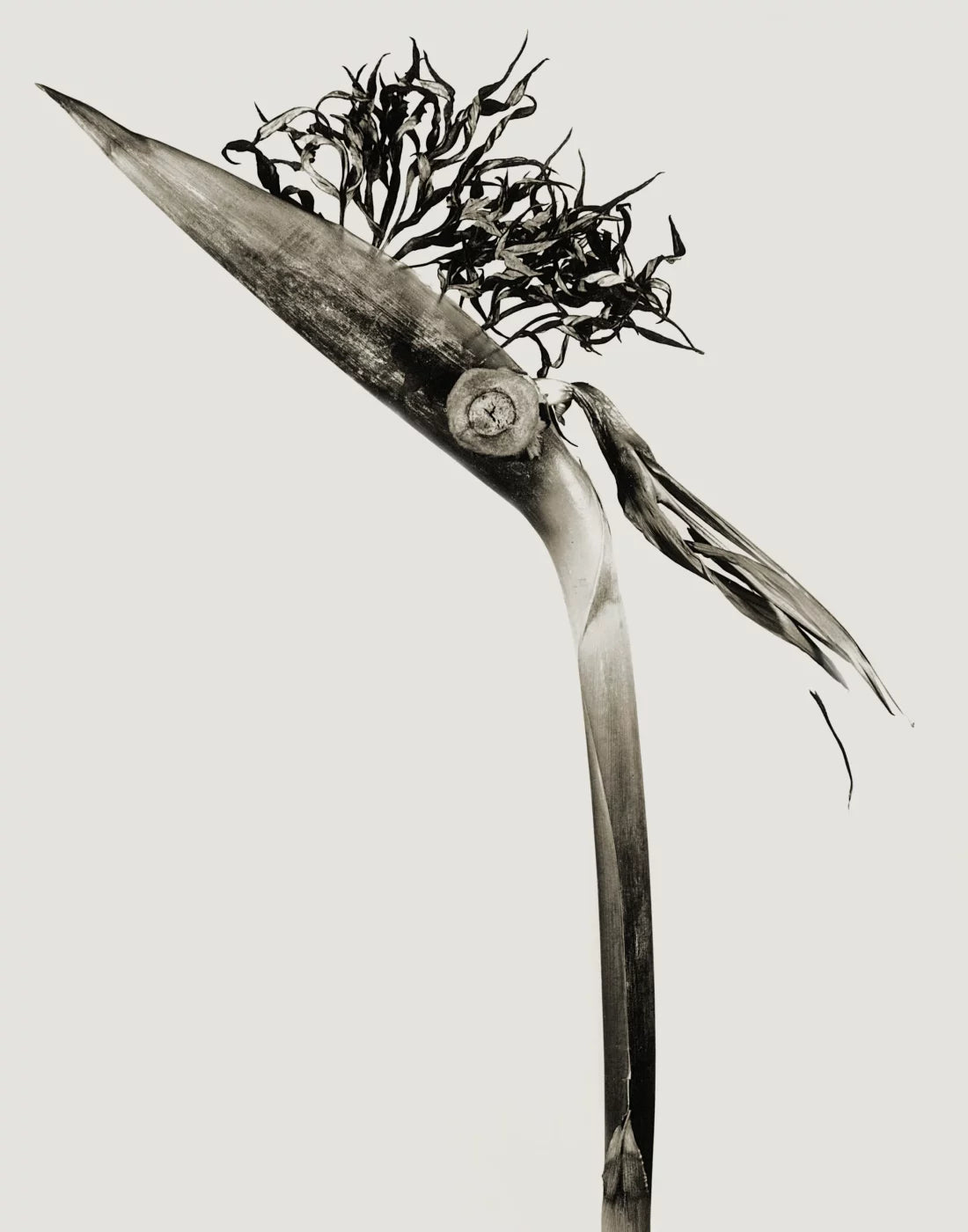 EXIT · Nº98 Flora: Natural vs Artificial