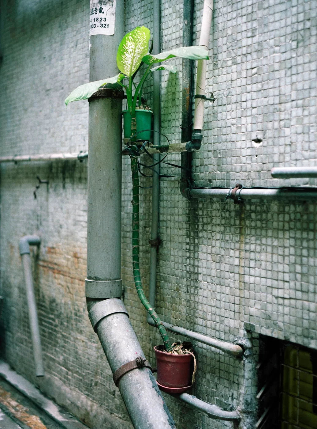 EXIT · Nº98 Flora: Natural vs Artificial