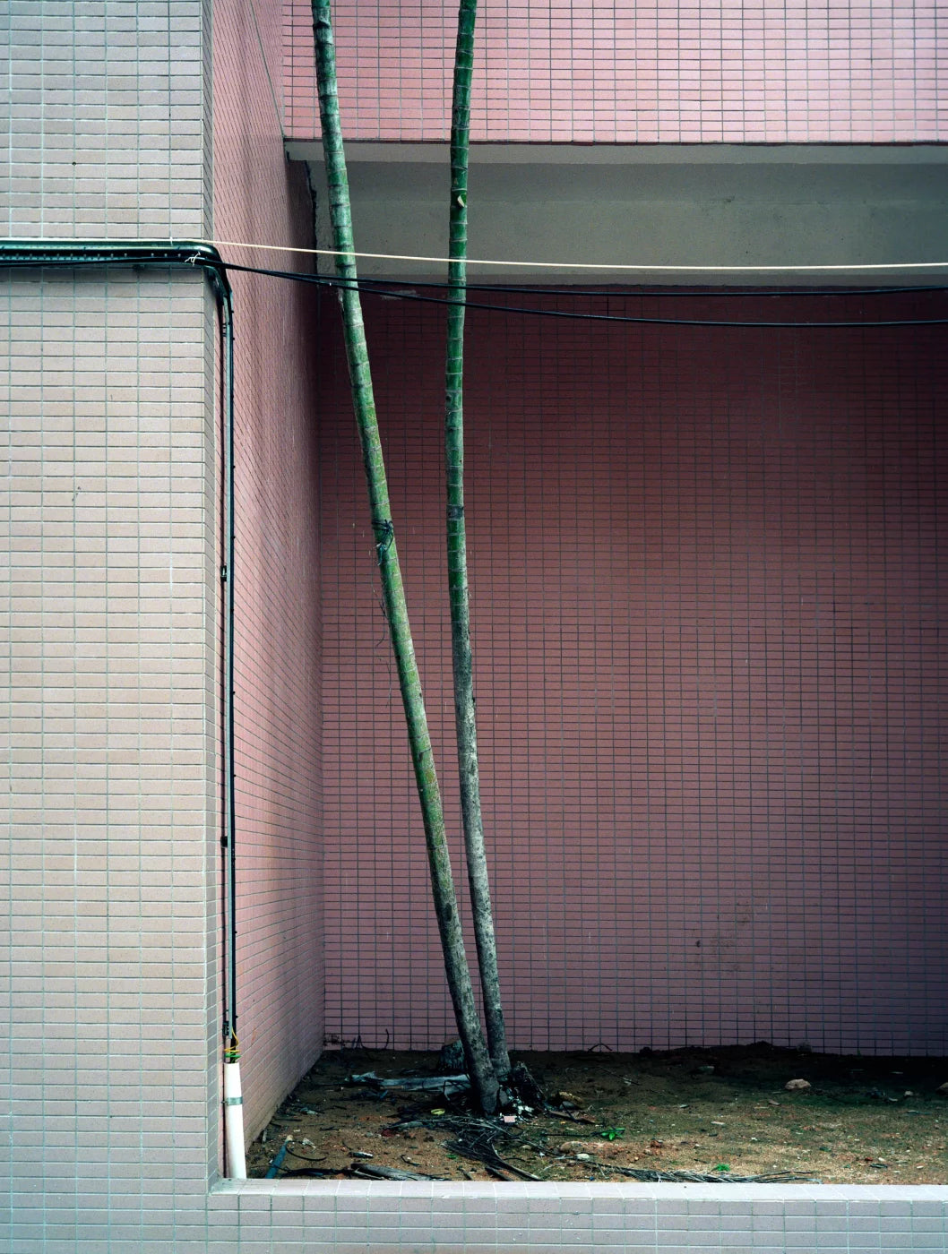 EXIT · Nº98 Flora: Natural vs Artificial