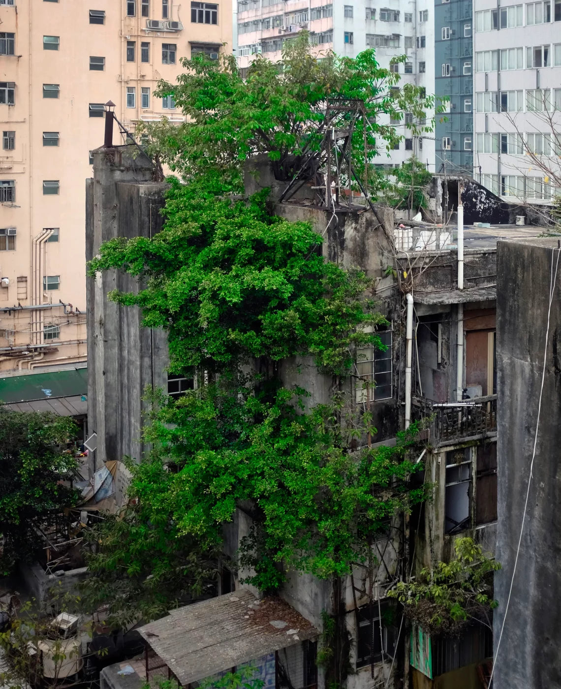 EXIT · Nº98 Flora: Natural vs Artificial