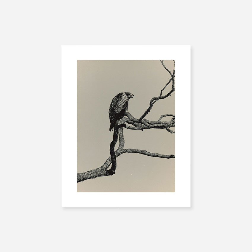 YAMAMOTO MASAO · Birds (Portfolio)