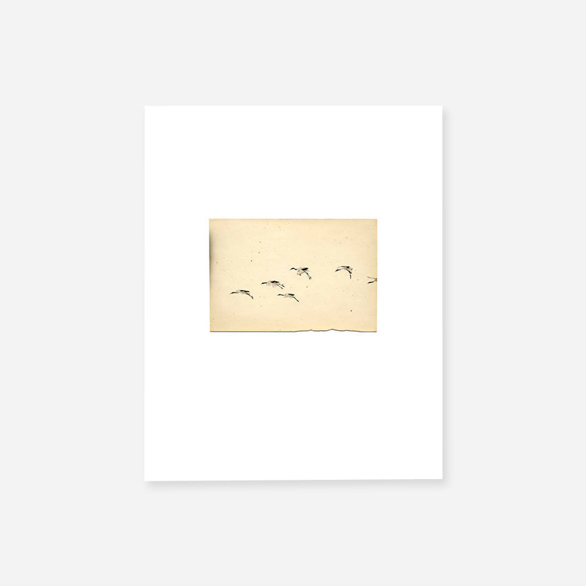 YAMAMOTO MASAO · Birds (Portfolio)
