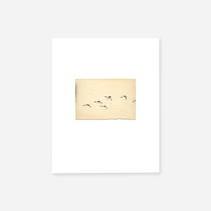 BIRDS Masao Yamamoto (Portfolio) 