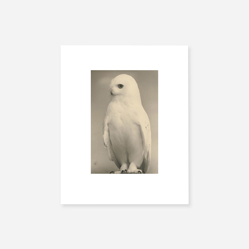 BIRDS Masao Yamamoto (Portfolio) 